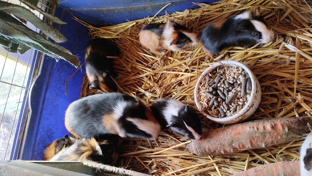 Swinki morskie młode