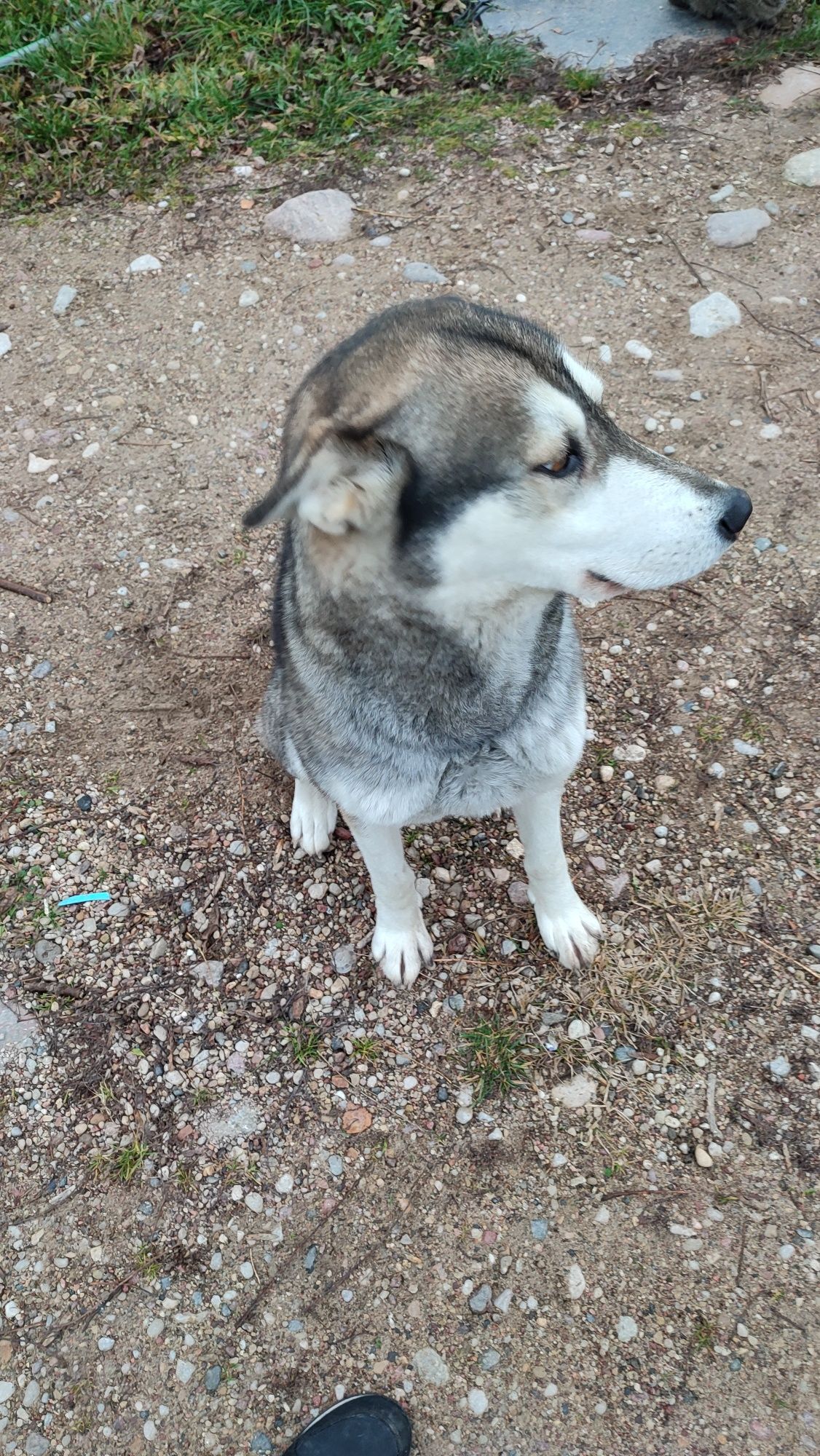 Alaskan do adopcji