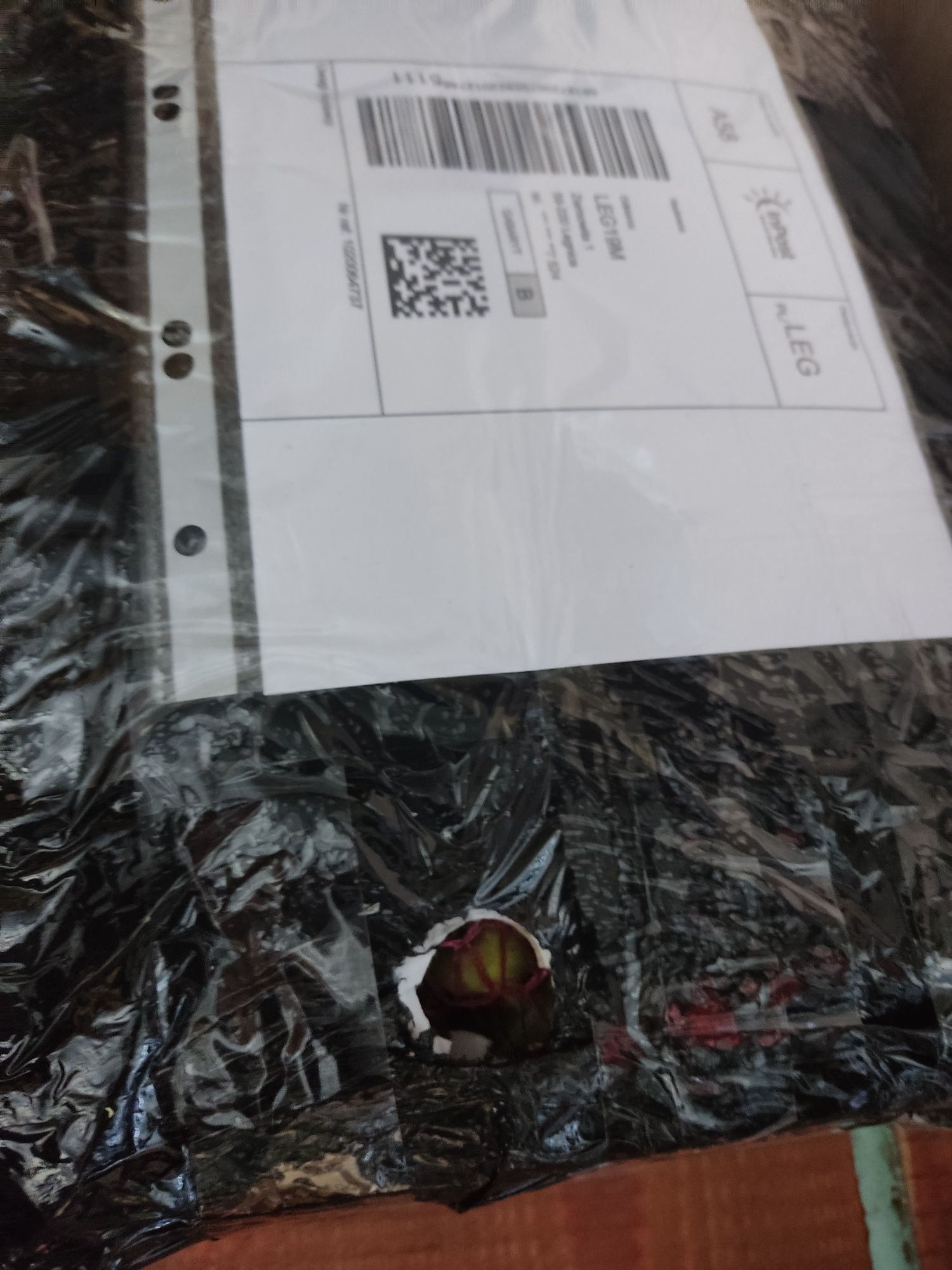 Orzechy laskowe duże na zielono 5 kg