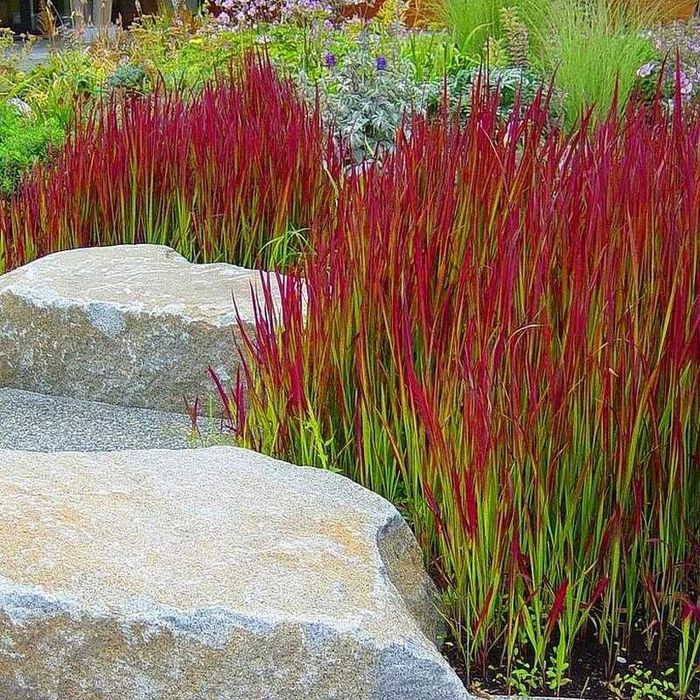 Imperata cylindryczna 'Red Baron' (Imperata cylindrica 'Red Baron')