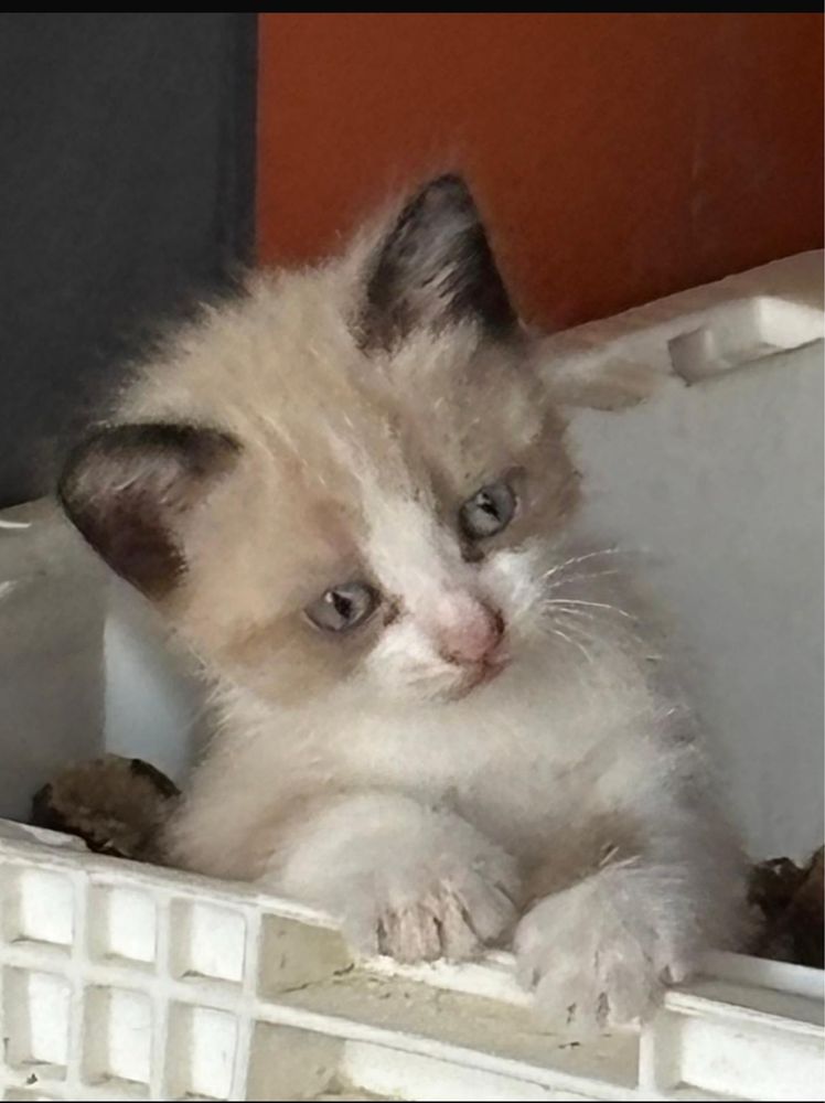 Gatinhos para adoção