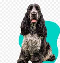 Cocker Spaniel Angielski