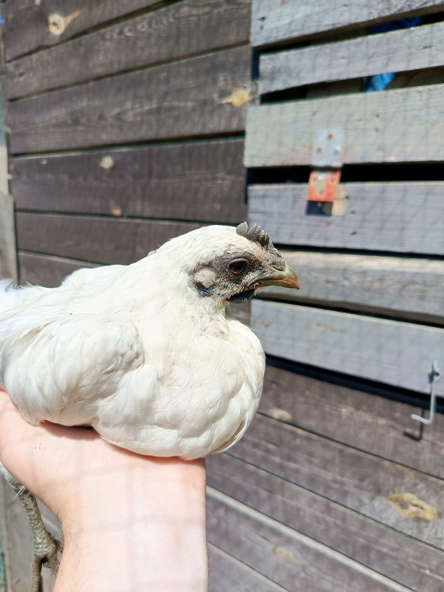 Młody kogut ayam cemani x leghorn tzw. "Zombie chicken"