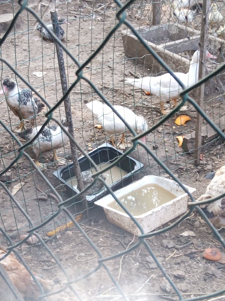 Vende se patos domésticos