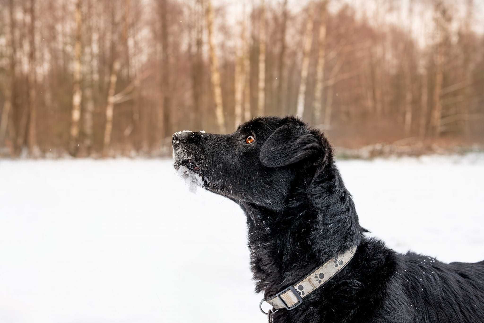Hamlet przepiękny, kochany, ułożony psi senior adoptuj, pokochaj 19kg