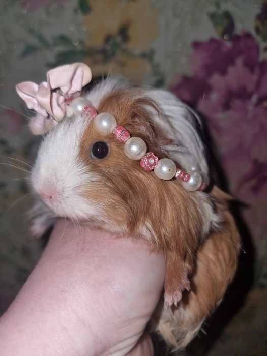 Неперевершена красуня з блакитними очима