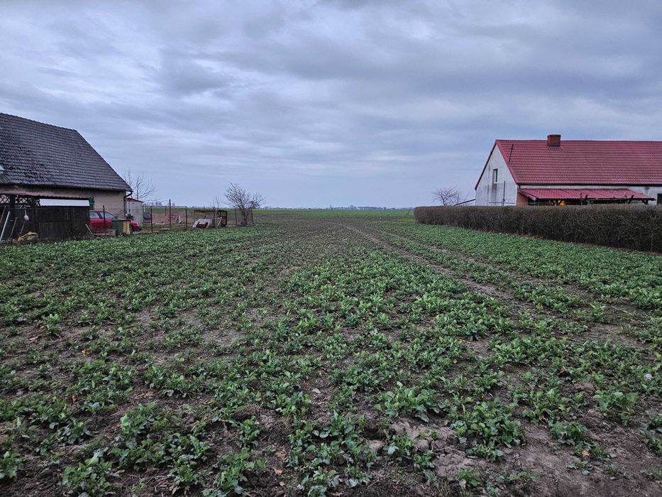 działka Zalesie / Sędzinko Buk 2500 m2