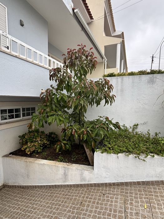 Abacateiro grande….da-se / oferta