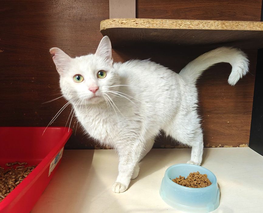 Ніжний котик-подружка красуня Айсі, 1 рік, кішка