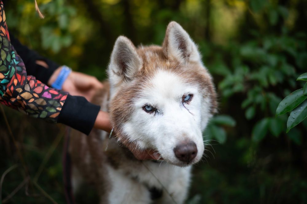 husky szuka domu stałego lub tymczasowego