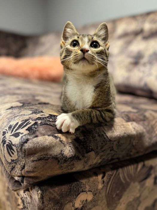 Kotka Lusia 4-5 m-cy do adopcji