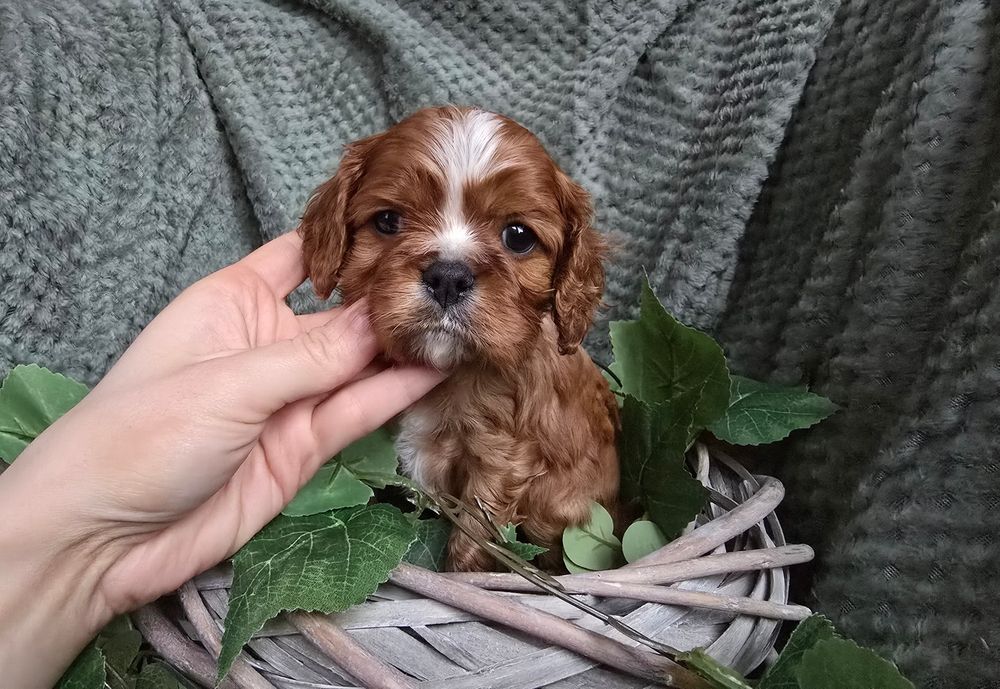 Cavalier King  Charles Spaniel piesek