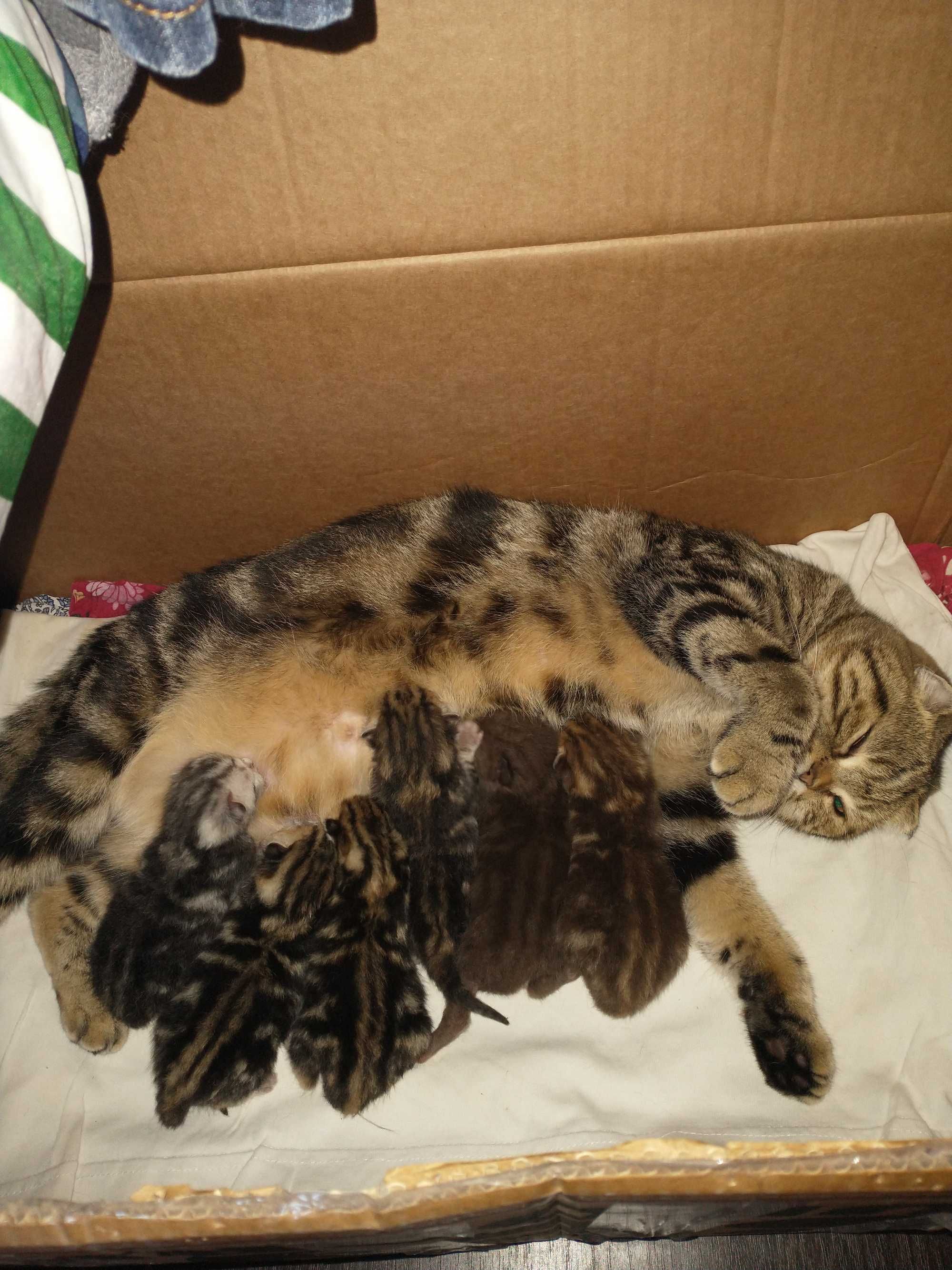 Шотландські кошенята