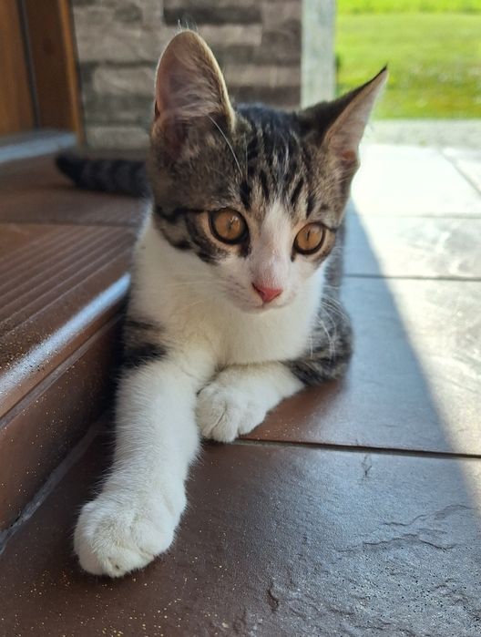 Kotek do oddania w dobre ręce