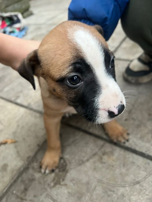 Отдам щенят в добрые руки