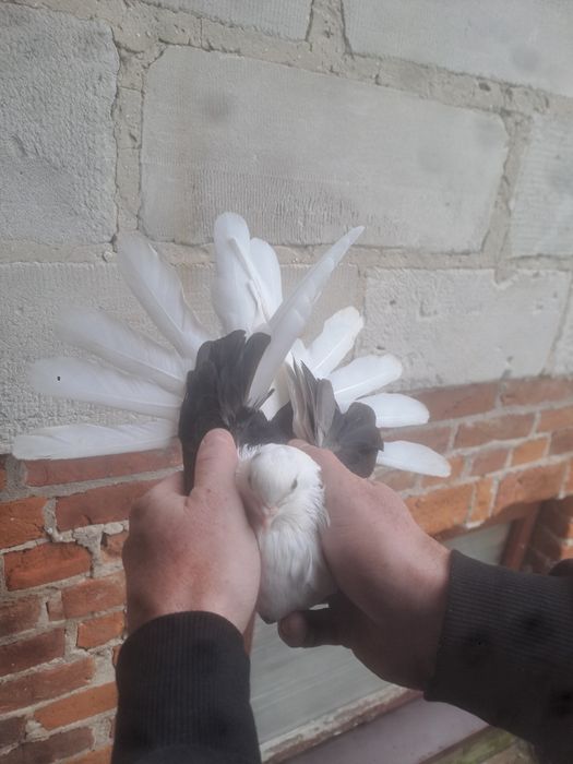 Gołębie orliki boki samica