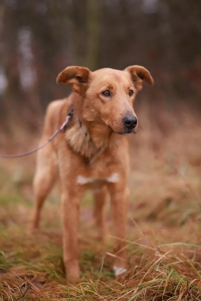 Kochany, zabawowy i towarzyski pies. Czy go przygarniesz?