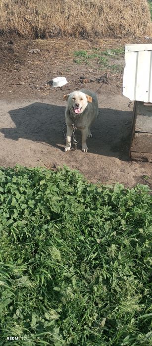 Віддамо грайливих собачок