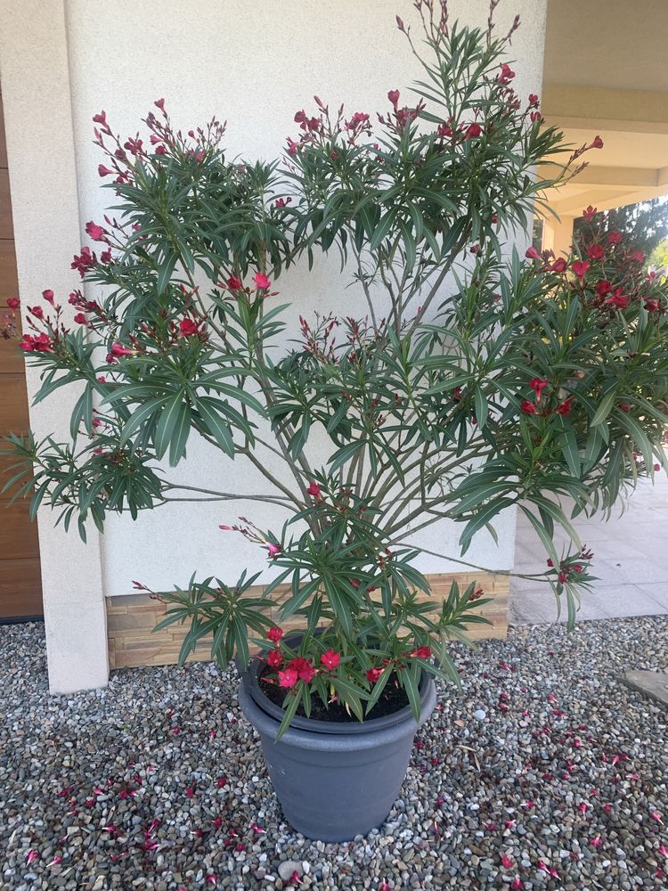 Piękny ciemnorózowy oleander