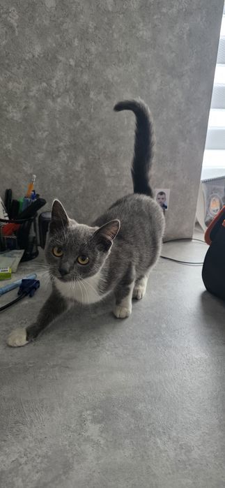 Киця, кіточка, кіт