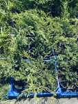 Juniperus verde