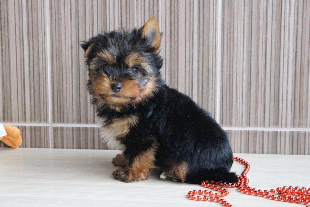 Продам дівчинку та хлопчика Йорків