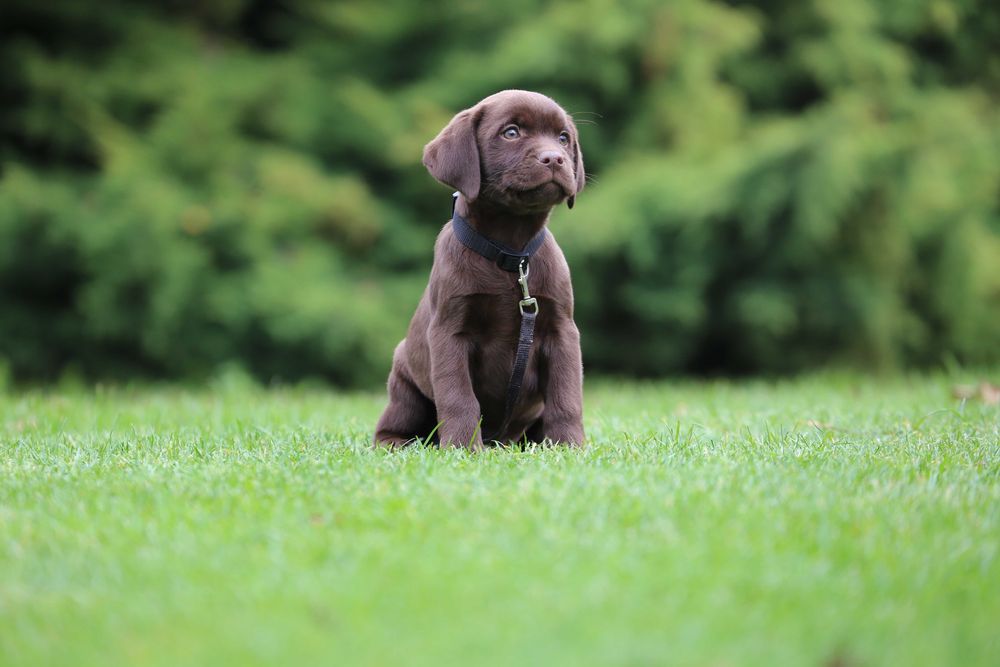 Szczeniak Labrador czekoladowy