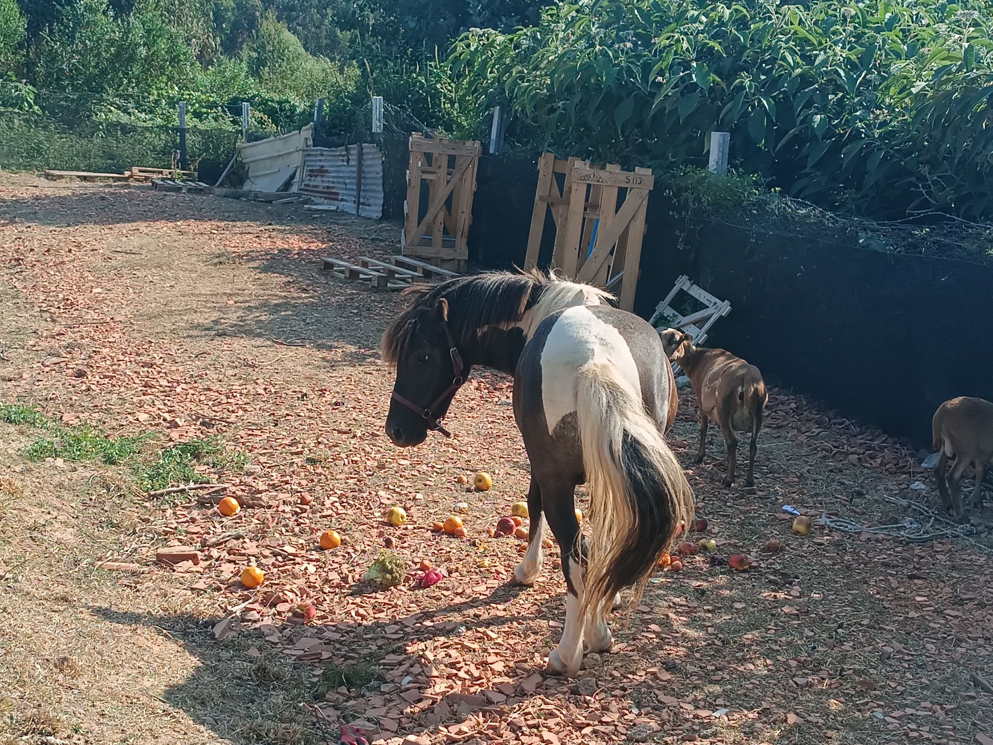 Cavalo Jovem macho