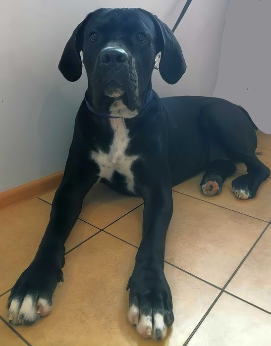 Psi Koci Króliczy fryzjer (groomer) w Białymstoku od 2006 roku