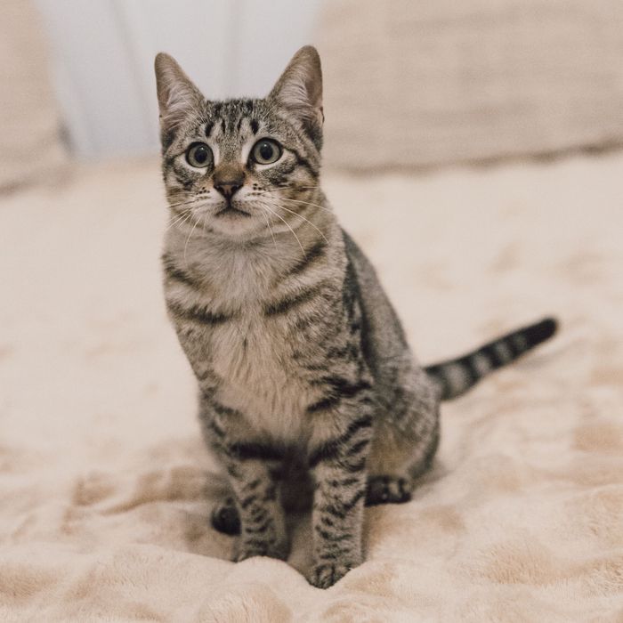 Gatinhos bebes para adoção responsavel