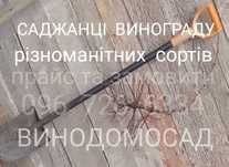 Якість.саджанці винограду.Багато Різних сортів.саженцы винограда.От80