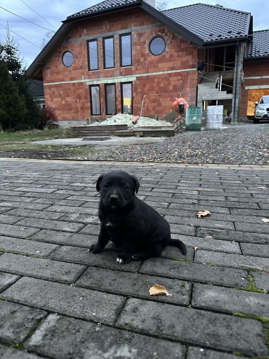 Собачки лабрадора