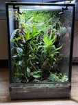 Terrarium 40x40x60 z żywą roślinnością, antyfly, drzewołazy, felsumy