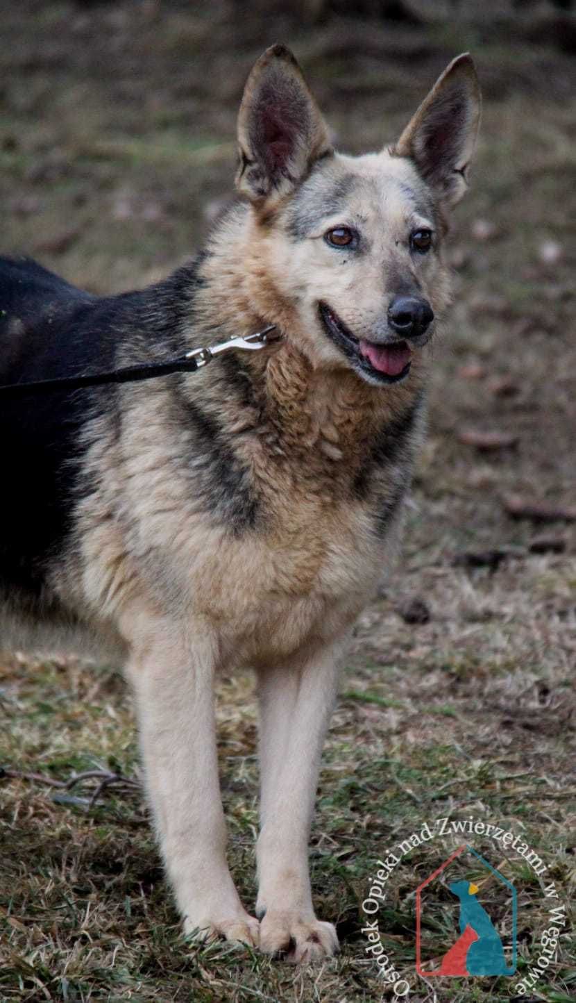 Tora- sunia, która przeszła wiele złego szuka domu