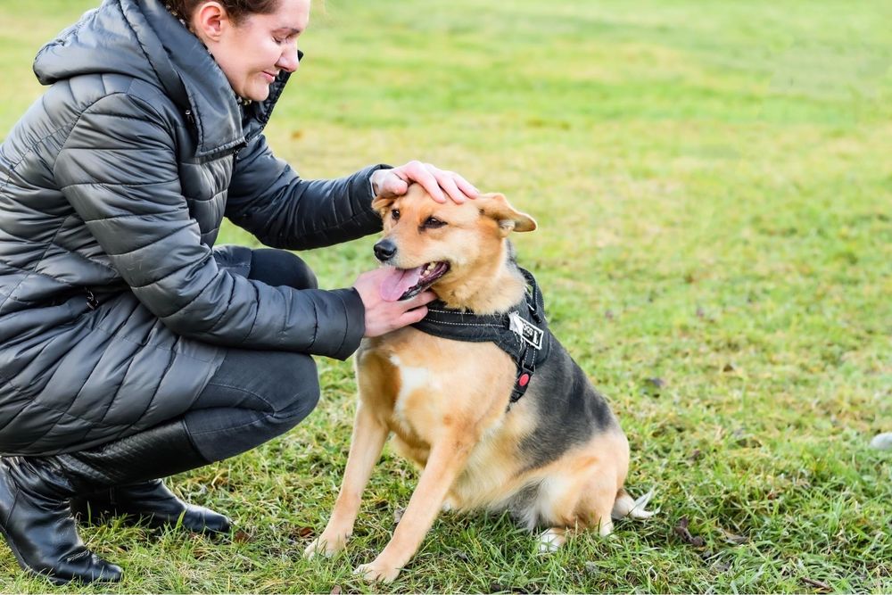 Cudowna średniej wielkości suczka do pilnej adopcji