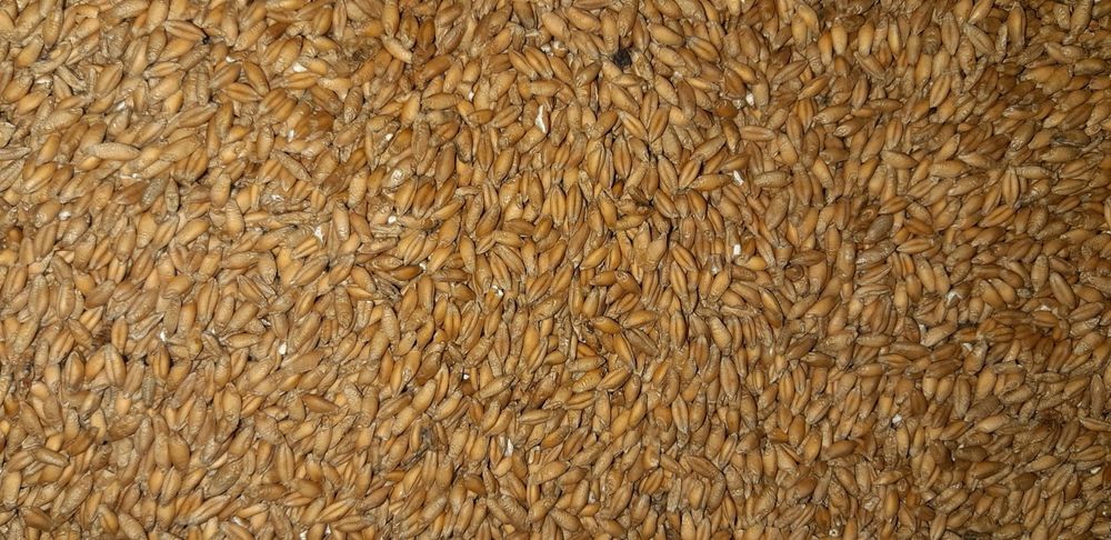 Pszenżyto ozime, żyto ozime,owies jary !!!