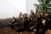 Galos, galinhas e patos