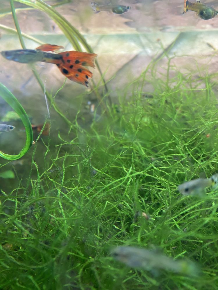 Aquario plantado Juwel Rio 125l preto / branco e filtro externo Eheim