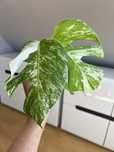 Monstera Variegata (szczyt)