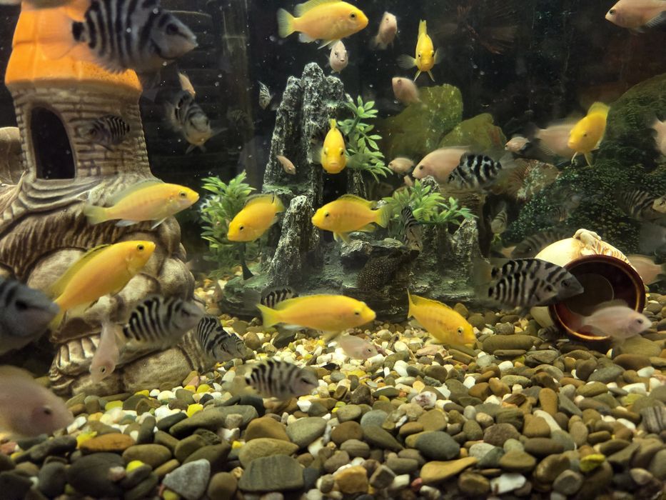 Продам рибок,цихліди, Єллоу