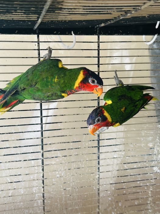 Varios especies de Loris