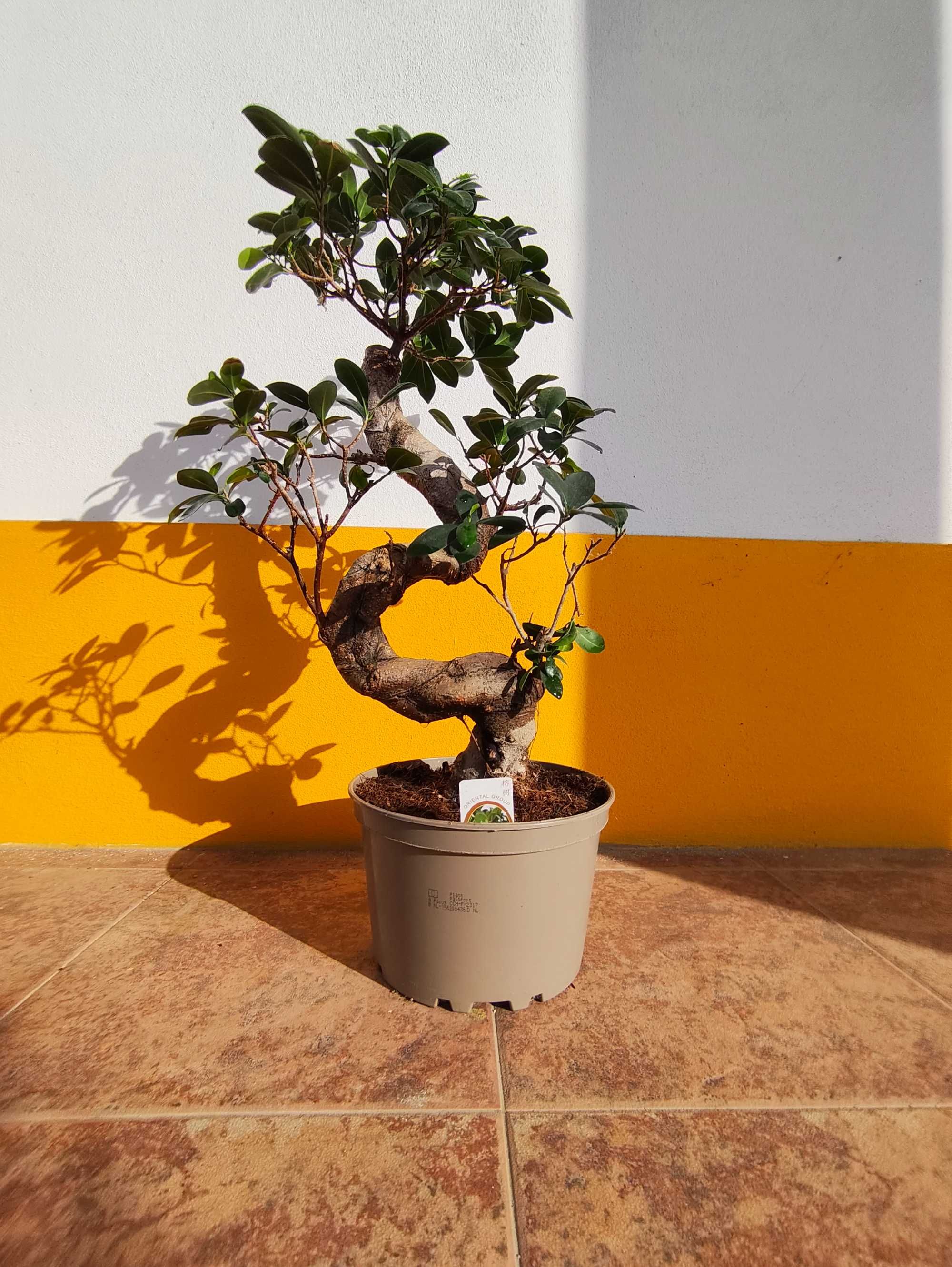 Bonsai FICUS M. Ginseng
