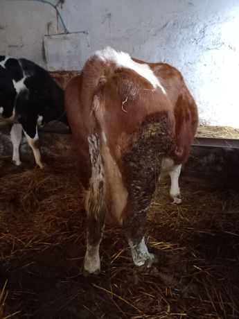 Krowa mleczna  z cielakiem