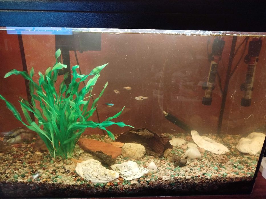 Sprzedam akwarium 70 l z glonojadami, rybkami i wyposażeniem