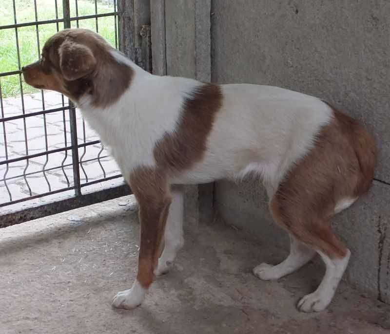 LIZAK średni pies, biały w brązowe łaty, zdystansowany do adopcji