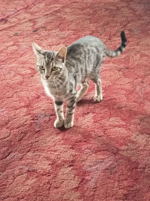 Zaginiony zwierzęta  znalezienia kotkow porzuconych