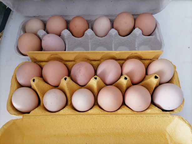 Ovos caseiros disponíveis