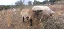 Vendo borregos Inra 401 puros e cruzados
