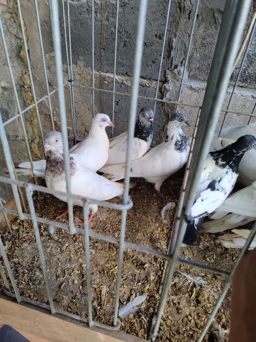 Gołębie ciemne budapaszty