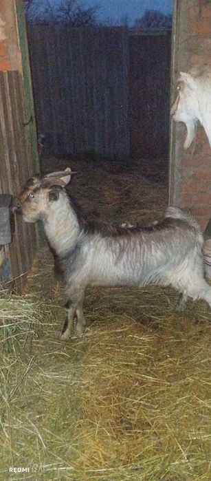 Продам молодого  породного козла
